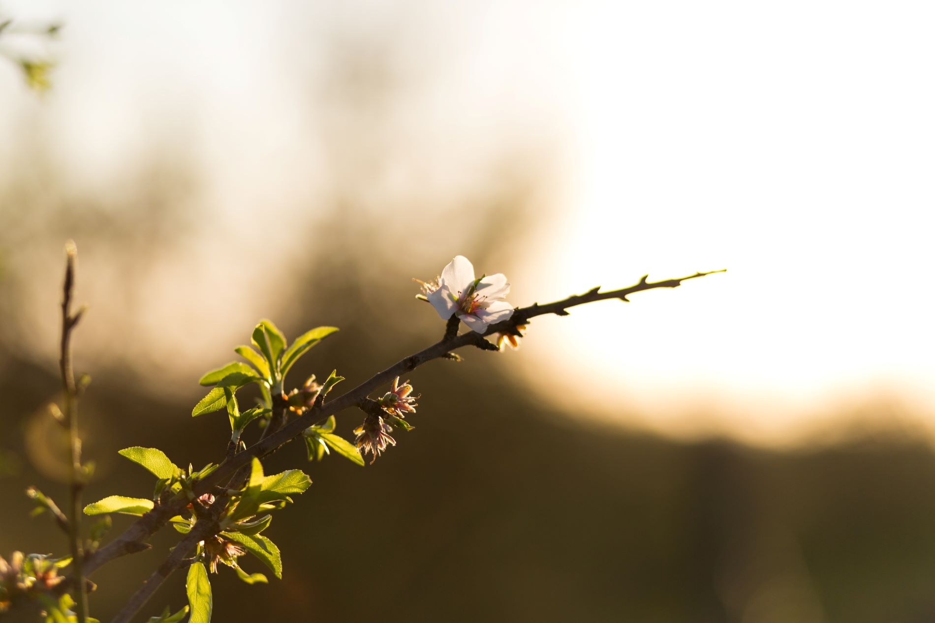 Blühende Mandelbäume auf Mallorca im Frühling. Mandelblüten auf Mallorca.