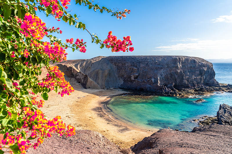 Menschenleere Meeresbucht mit Strand auf der Insel Lanzarote. Im Bildvordergrund steht eine Pflanze mit rot-pinken Blüten.
